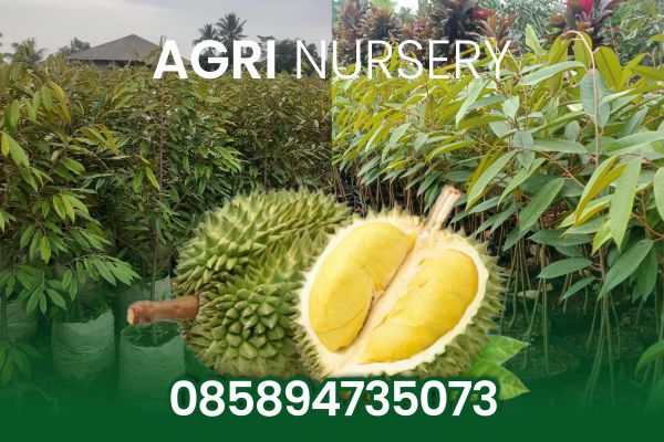 jual bibit durian berbuah Pusat Bibit Durian Unggul di Bogor