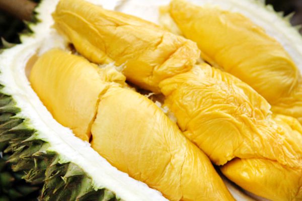 musangking jual bibit durian musang king bogor