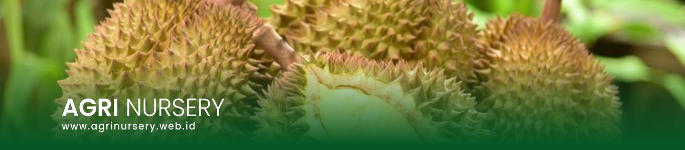 sub head1 jual bibit durian musang king bogor