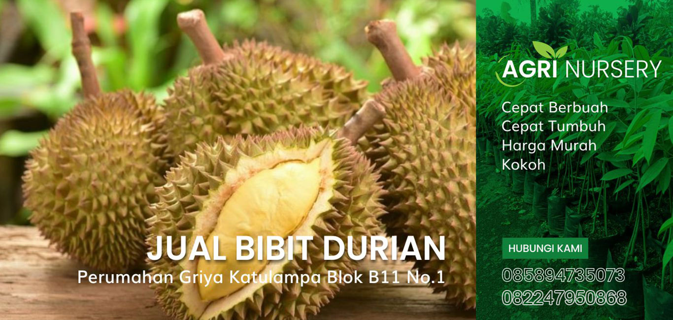 Banner-1 pusat bibit durian bogor
