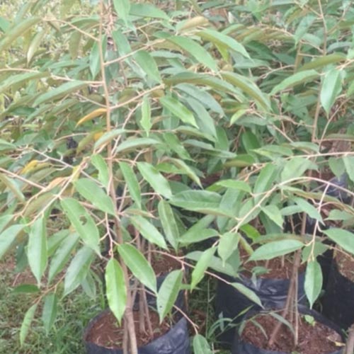 Galeri (2) pusat bibit durian bogor