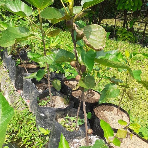 Galeri (3) Bibit Pohon Tin Berbuah bogor