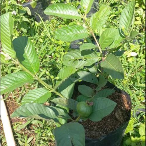 Galeri (4) jual bibit jambu kristal bogor