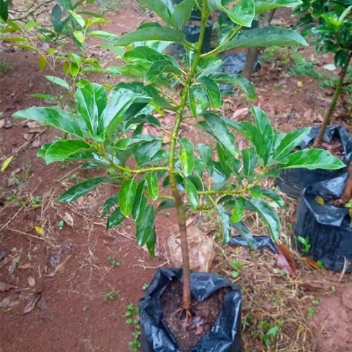 Galeri (5) Bibit Alpukat Miki bogor