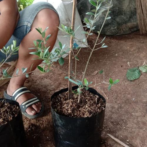 Galeri (6) jual bibit pohon zaitun bogor
