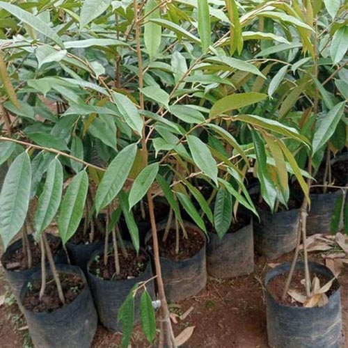 Galeri (7) pusat bibit durian bogor