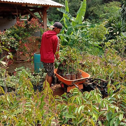 Galeri Agri nursery (20) bibit pisang cavendish bogor