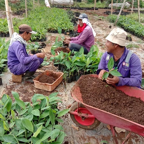 Galeri Agri nursery (31) bibit pisang cavendish bogor