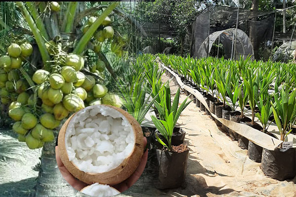 Kelapa-kopyor-Genjah-kultur-jaringan bibit kelapa kopyor genjah bogor