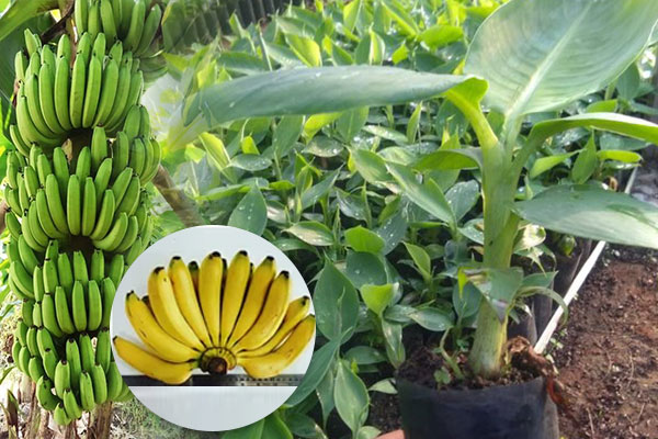 pisang-Cavendish-Kultur-jaringan bibit pisang cavendish bogor
