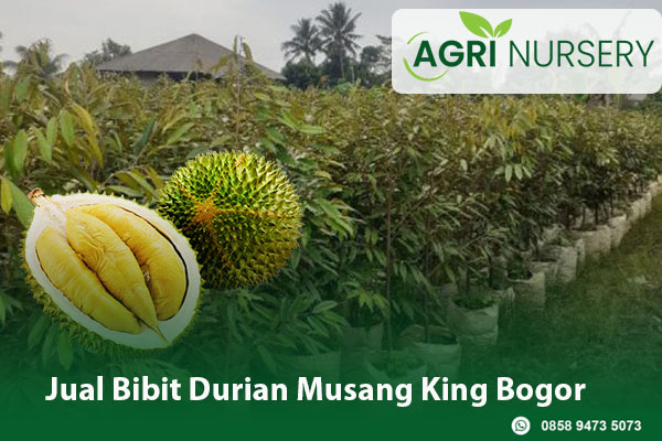 Jual Bibit Durian Musang King Bogor Jual Bibit Durian Musang King Bogor