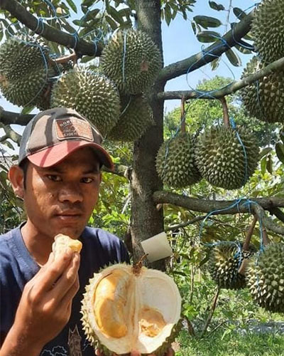 jual bibit durian duri hitam bogor (1) jual bibit durian duri hitam bogor