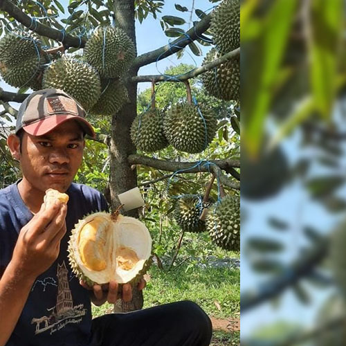 jual bibit durian duri hitam bogor jual bibit durian duri hitam bogor