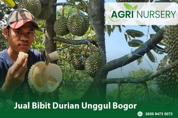 Jual Bibit Durian Unggul Bogor Jual Bibit Durian Unggul Bogor