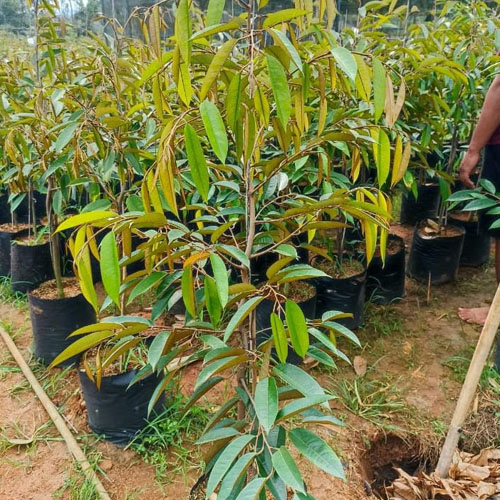 galeri agrinursery_1 galeri agrinursery_1