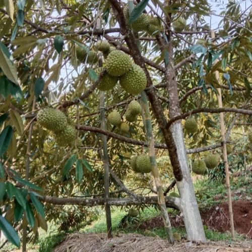 galeri agrinursery_2 galeri agrinursery_2