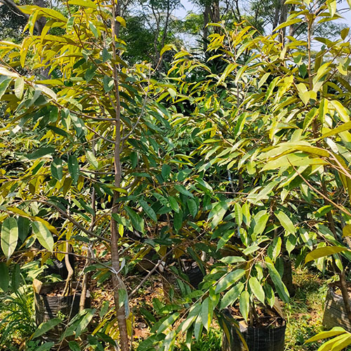 galeri agrinursery_4 galeri agrinursery_4