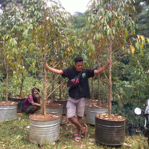 galeri agrinursery_5 galeri agrinursery_5