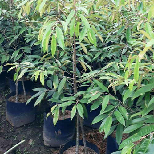 galeri biji duren agri nursery 1 galeri biji duren agri nursery 1