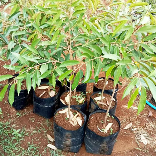 galeri biji duren agri nursery 10 galeri biji duren agri nursery 10