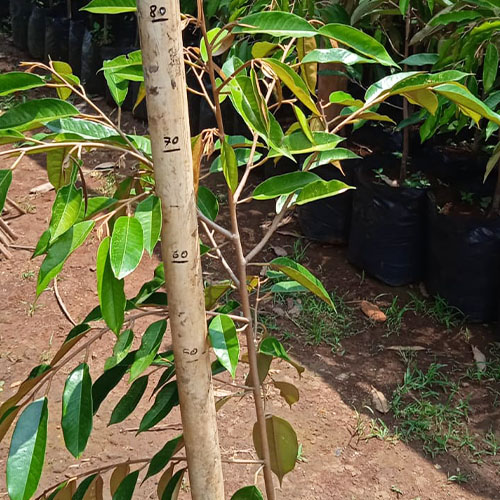 galeri biji duren agri nursery 11 galeri biji duren agri nursery 11