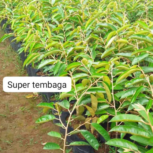 galeri biji duren agri nursery 12 galeri biji duren agri nursery 12