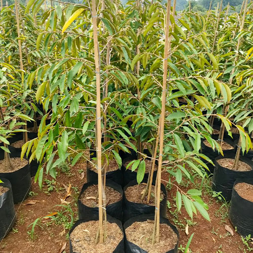 galeri biji duren agri nursery 2 galeri biji duren agri nursery 2