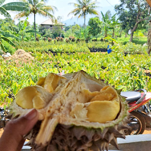 galeri biji duren agri nursery 3 galeri biji duren agri nursery 3