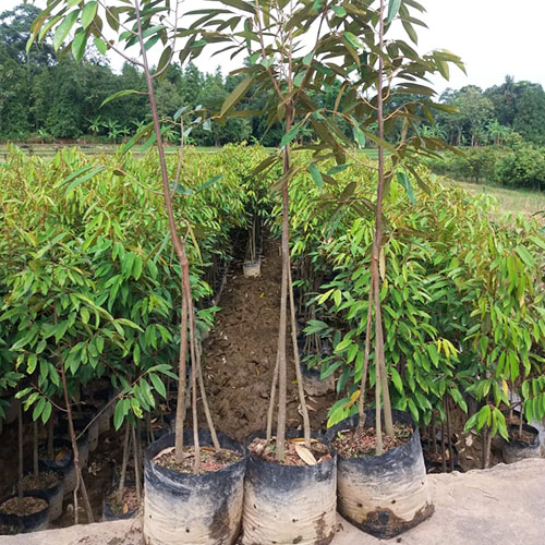 galeri biji duren agri nursery 4 galeri biji duren agri nursery 4