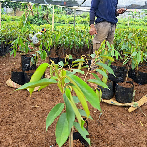galeri biji duren agri nursery 5 galeri biji duren agri nursery 5