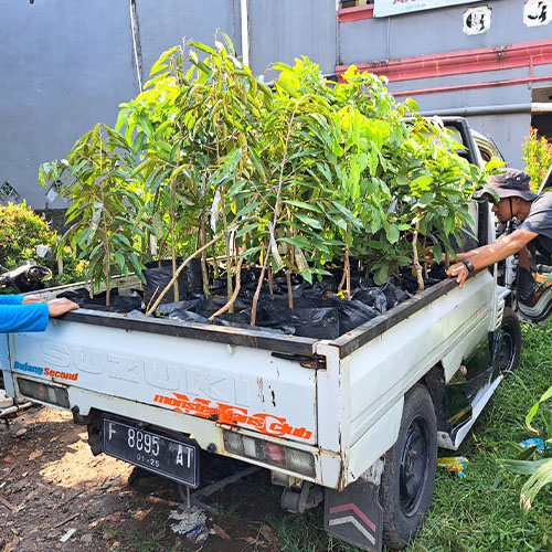 galeri biji duren agri nursery 6 galeri biji duren agri nursery 6