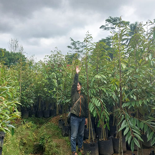 galeri biji duren agri nursery 7 galeri biji duren agri nursery 7