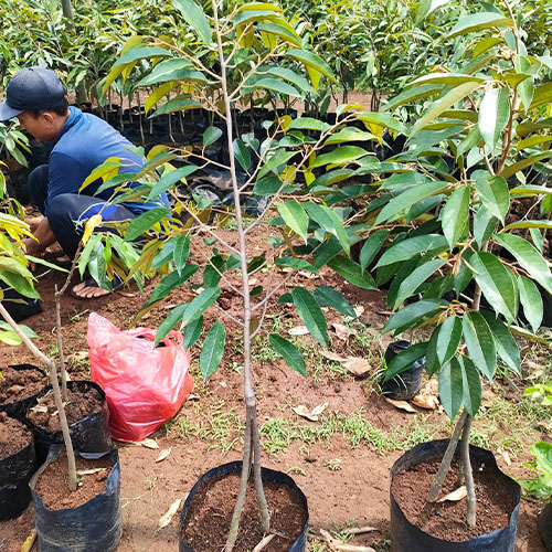 galeri biji duren agri nursery 8 galeri biji duren agri nursery 8