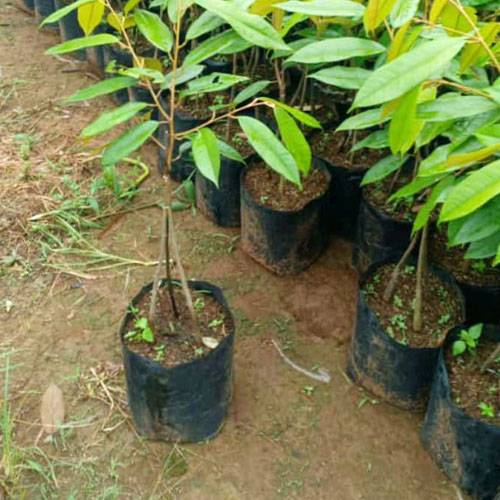 galeri biji duren agri nursery 9 galeri biji duren agri nursery 9