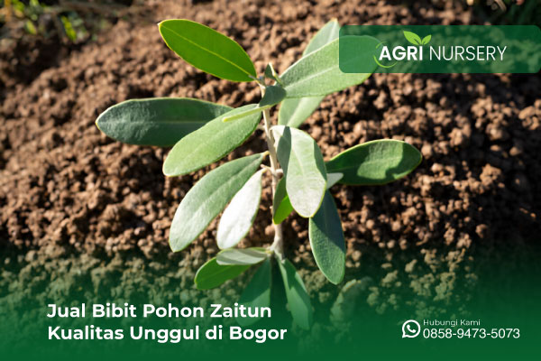 Jual-Bibit-Pohon-Zaitun-Kualitas-Unggul-di-Bogor Jual-Bibit-Pohon-Zaitun-Kualitas-Unggul-di-Bogor
